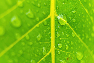 Close-up of raindrops on leaves