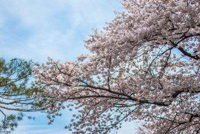 Low angle view of cherry blossoms against sky