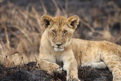 Lioness looking away