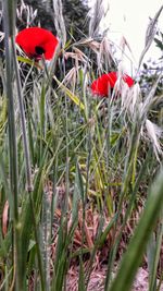 Close-up of red poppy flowers