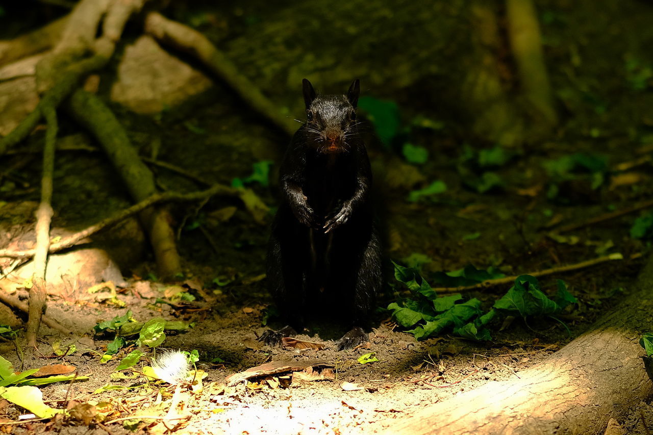 PORTRAIT OF BLACK CAT SITTING ON LAND