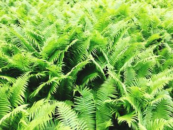 Full frame shot of palm tree leaves