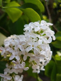 Close-up of white hydrangea blooming outdoors