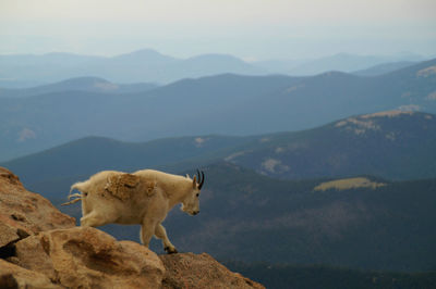 Goat on mount evans against sky