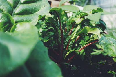 Close-up of green leaves on plant