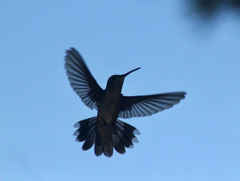 Low angle view of bird flying in sky