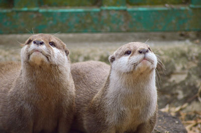Inquisitive otters at paradise wildlife park