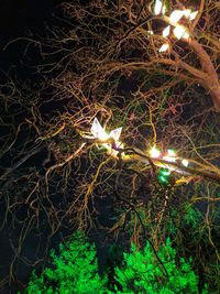 Low angle view of illuminated tree at night