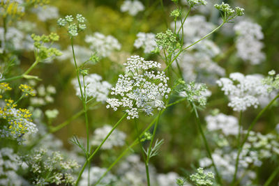 Cumin plant in the garden. cumin is one of the oldest spices.