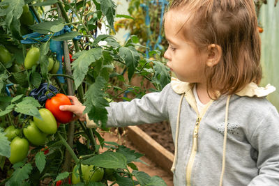 Close-up of boy holding tomatoes