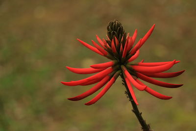 Close-up of red flowering plant