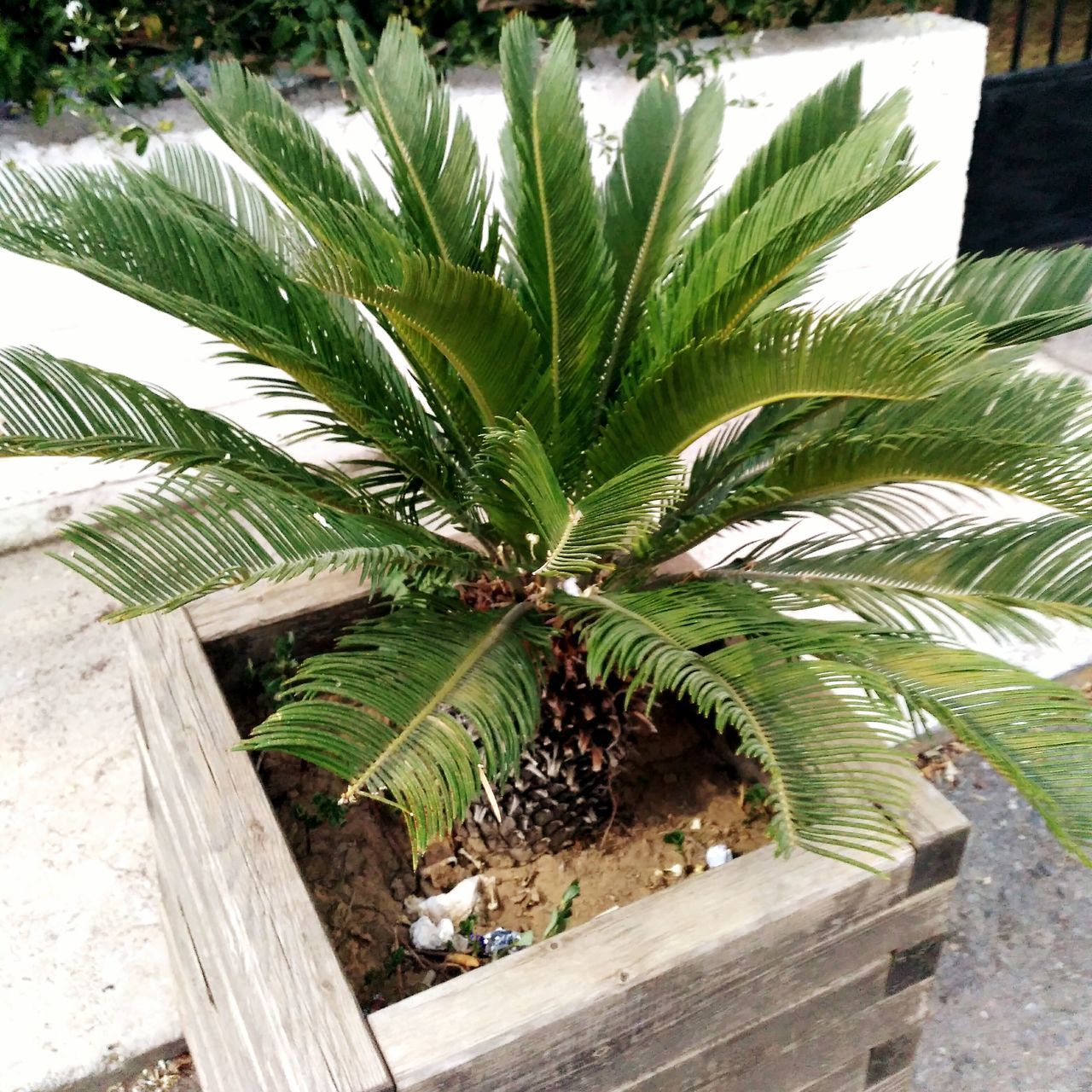 CLOSE-UP OF POTTED PLANT AGAINST TREES