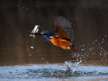 View of bird in water