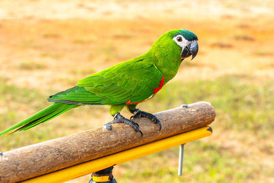 Close-up of parrot perching on tree