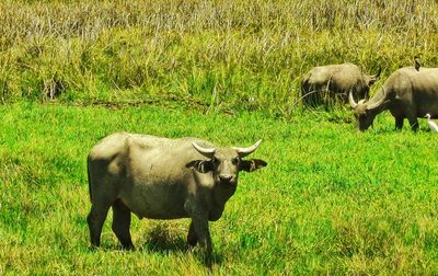 Cows grazing in a field