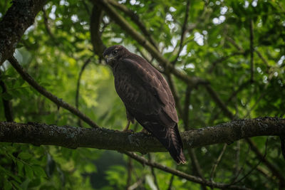 Bird perching on branch