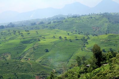 Scenic view of agricultural field