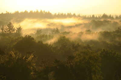 Trees in forest against sky during sunset