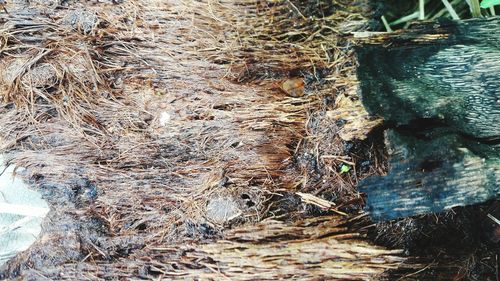 High angle view of tree trunk on field