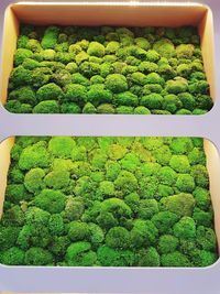 Full frame shot of plants