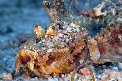 Close-up of dead fish in sea