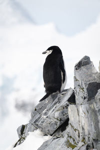 Chinstrap penguin looks back from rocky ridge