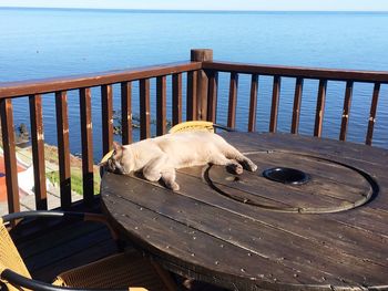 High angle view of cat sleeping on table against sea