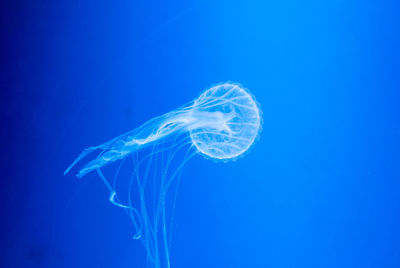 Close-up of jellyfish swimming in sea