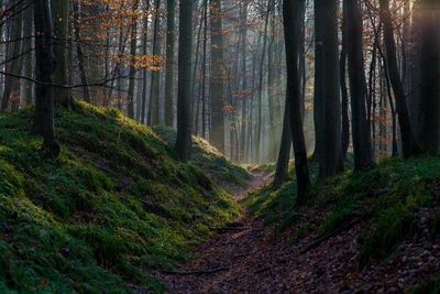 Pine trees in forest