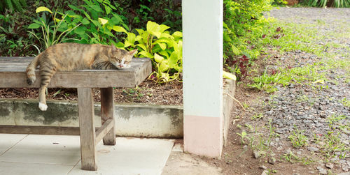 View of cat resting