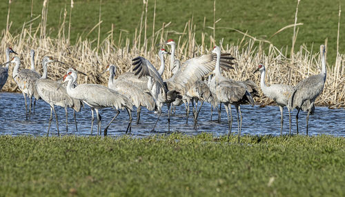 View of birds in lake