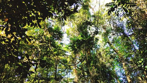 Low angle view of trees in forest