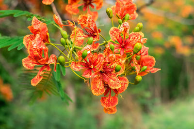 Close-up of red flowering plant