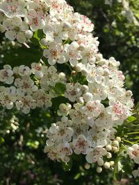 Close-up of white flowering plant