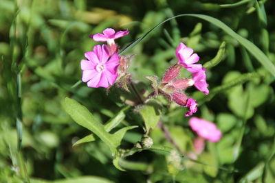 Close-up of pink flowers