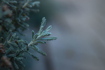 Close-up of pine tree