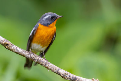 A migration bird mugimaki flycatcher on the branch found in sabah borneo