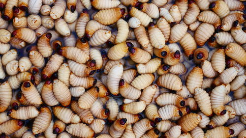 Full frame shot of worms for sale at market