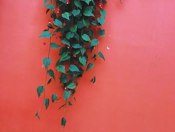 Close-up of ivy hanging on red wall