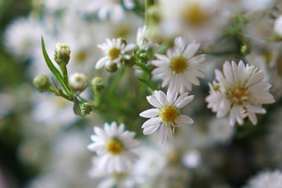 Close-up of white flowering plant