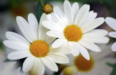 Close-up of daisies blooming on field