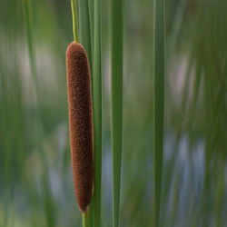 Close-up of plant