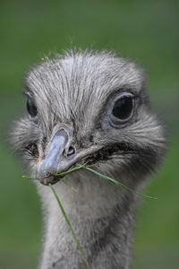 Close-up of ostrich