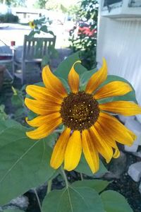 Close-up of yellow flower