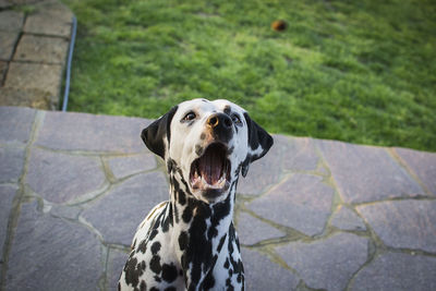Portrait of dog looking away