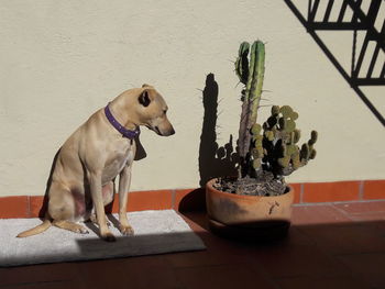 View of a dog in pot