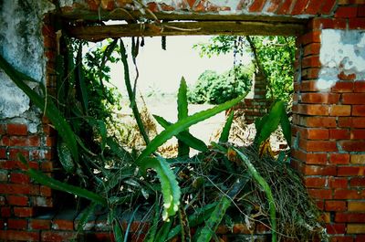 Plants growing in backyard