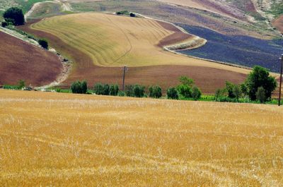 Scenic view of agricultural field