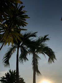 Low angle view of coconut palm tree against sky