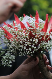 Close-up of hand holding flowering plant
